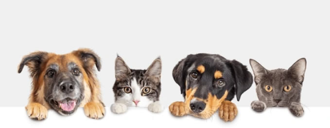 Pets in a Row